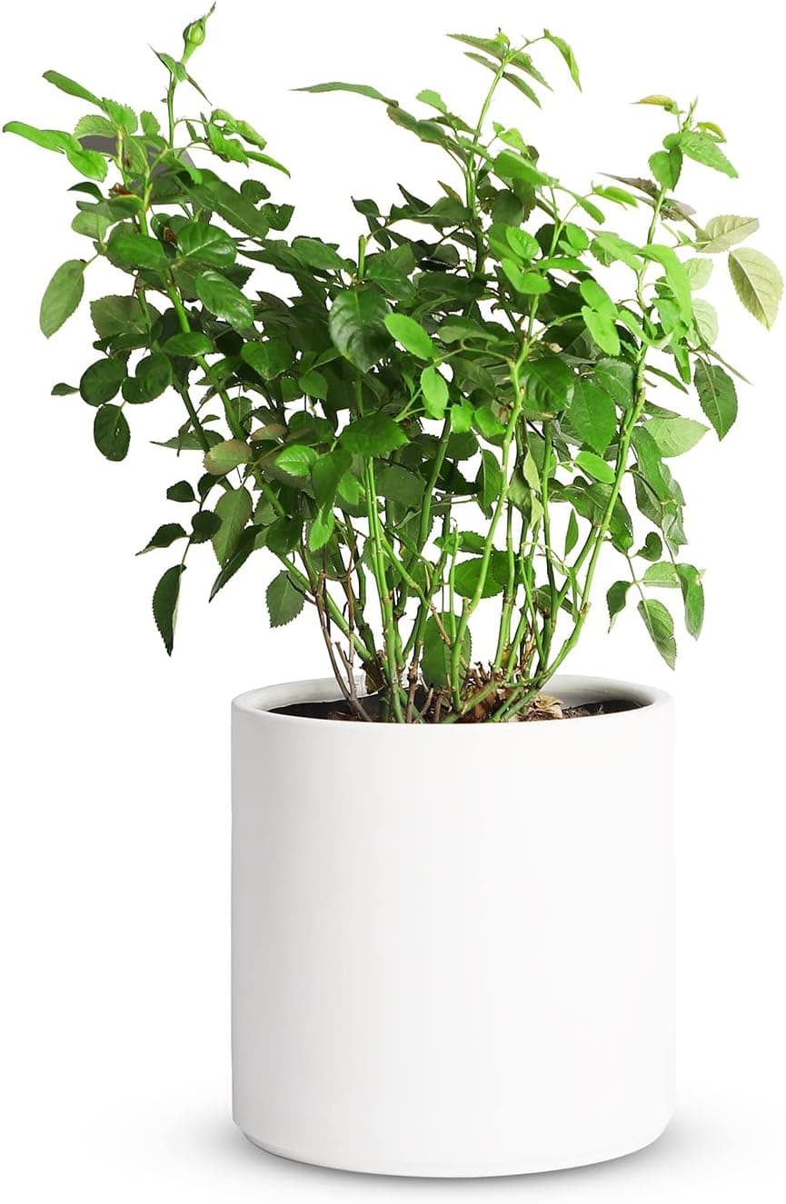 Mozing Ceramic Plant Pots Indoor 8x8 Inch Modern Flower Pot with Drainage Hole